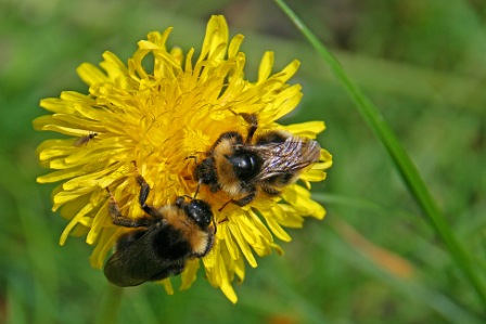 Biene an der Breitenbachtalsperre, Foto: Wolfhard Maaß