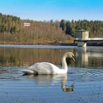 Schwan, Foto: Wolfhard Maaß